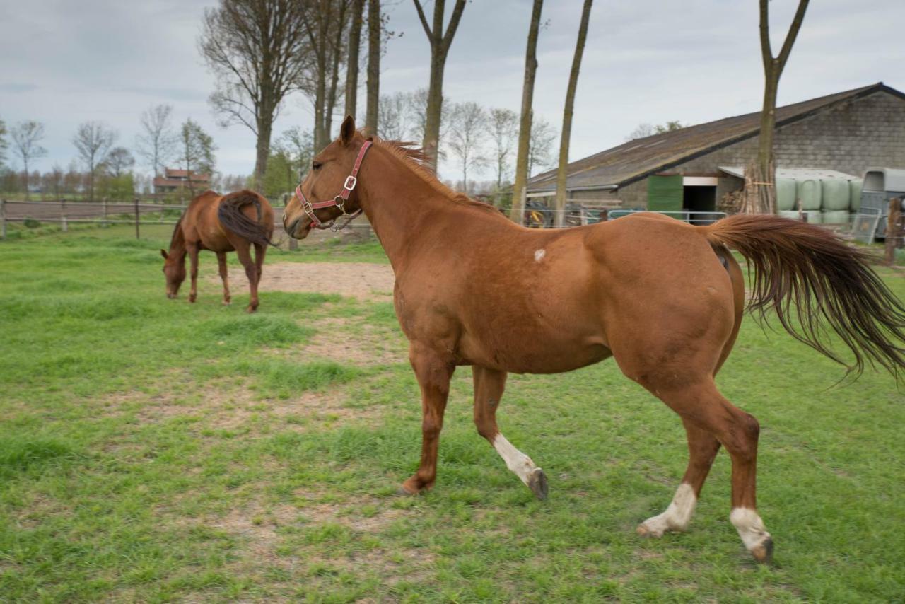 Boeren Biezen Bed Landelijk Villa Eksteriør billede