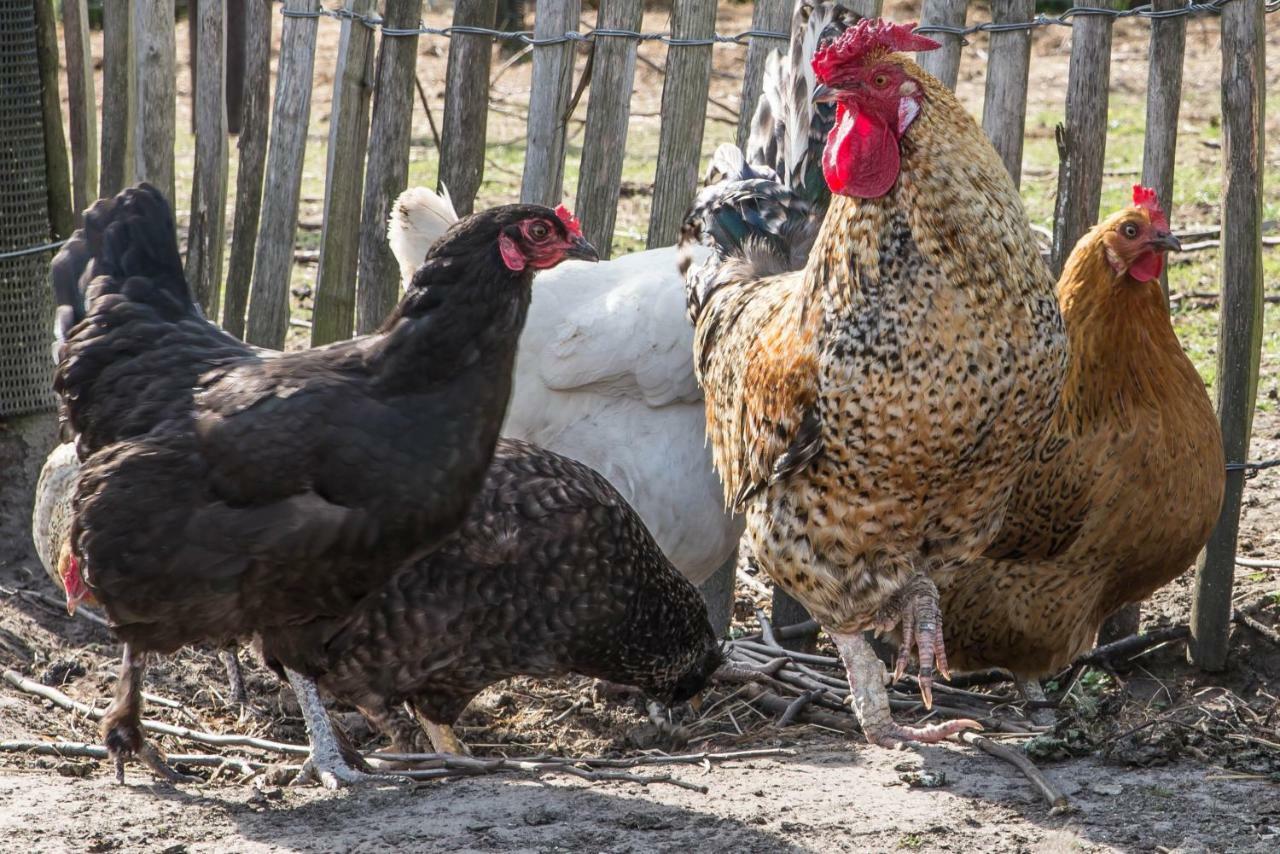Boeren Biezen Bed Landelijk Villa Eksteriør billede